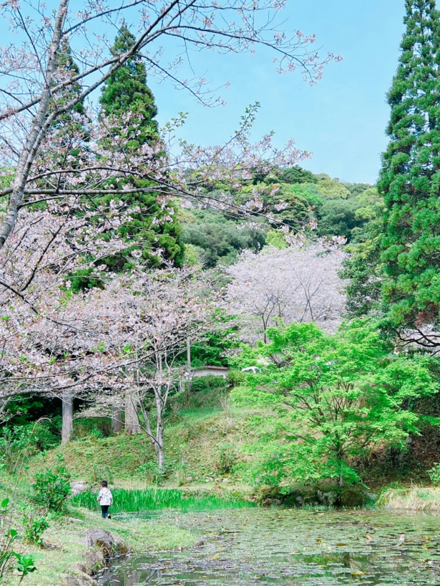 🌸 칸논가이케 시민의 숲 (칸논가이케 시민노모리) 이미지 10